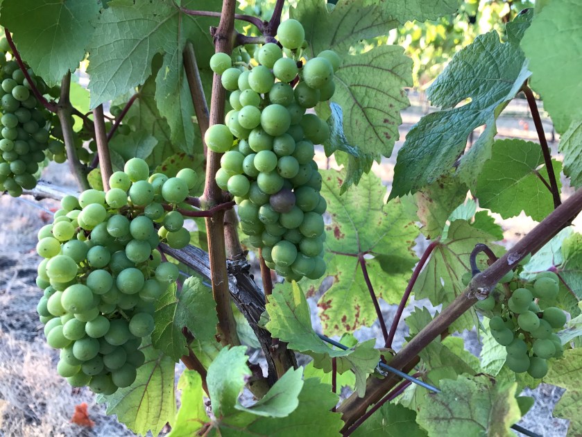 A close-up of wine grapes on the vine